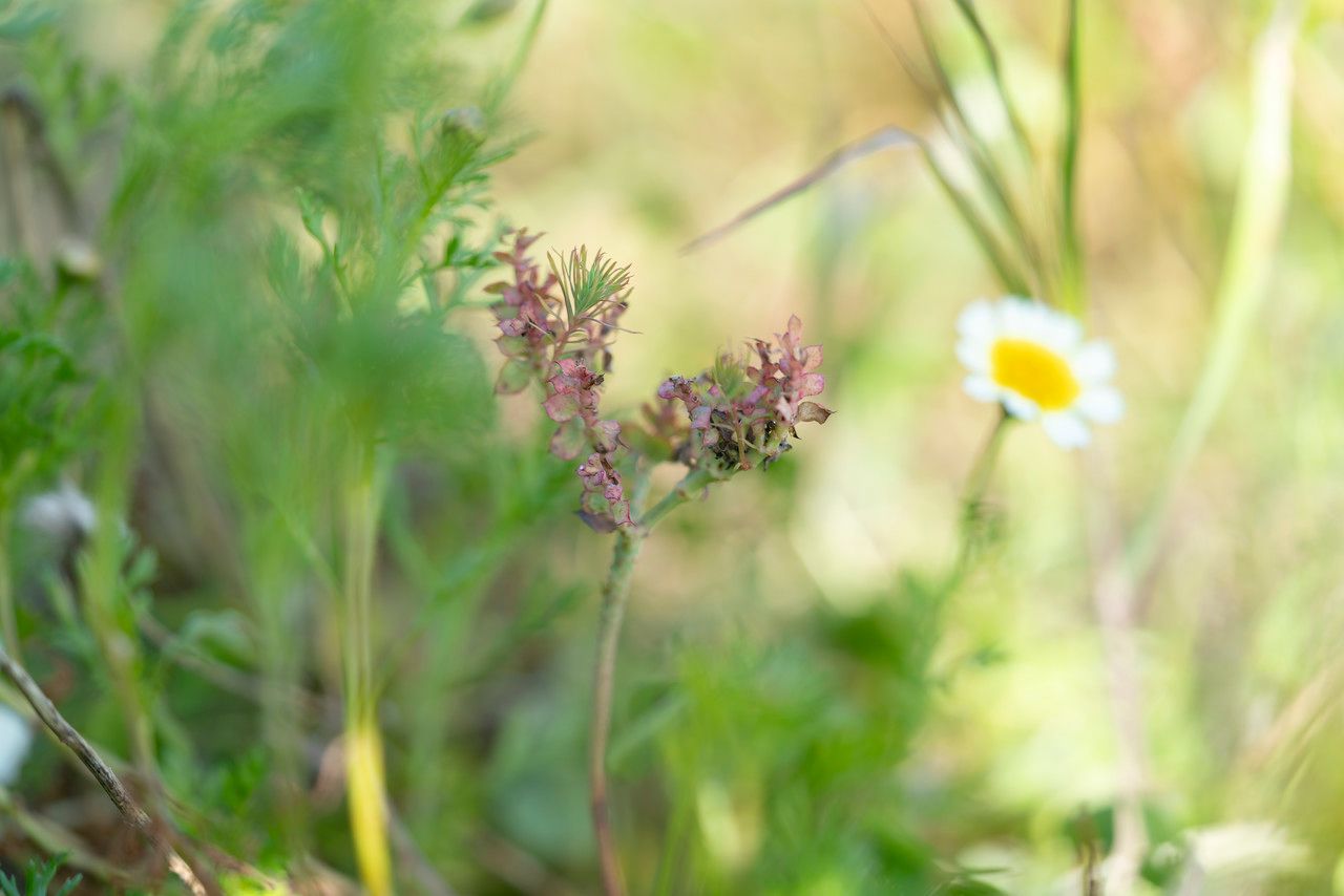 Euphorbia aleppica habit