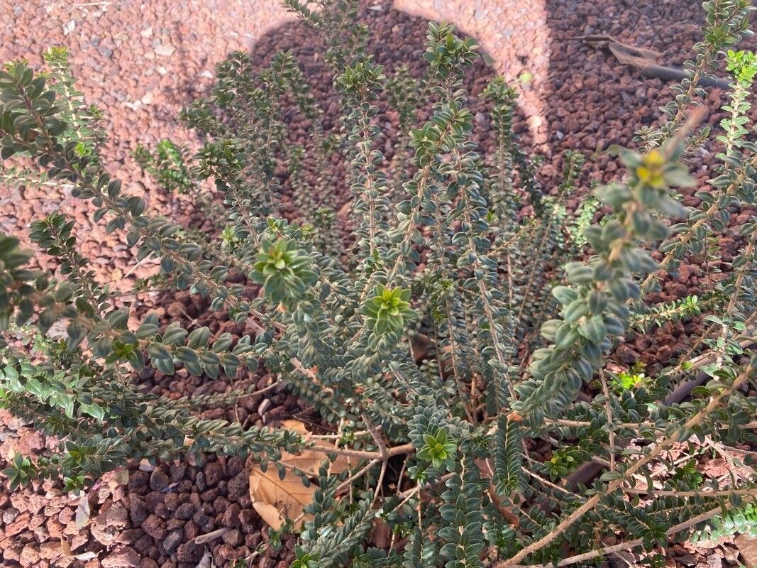 Beaufortia orbifolia — houseplant care guide