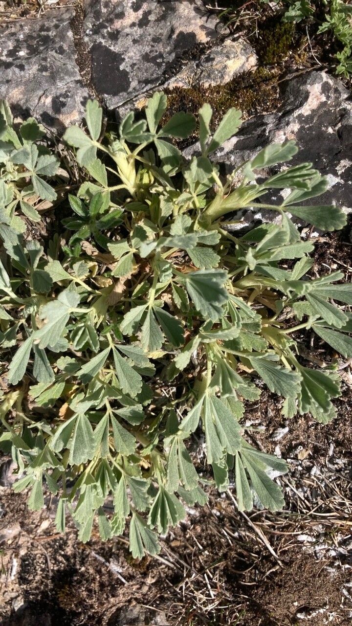 Potentilla velutina — houseplant care guide