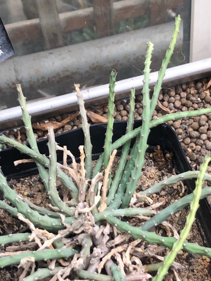 Euphorbia septentrionalis leaf