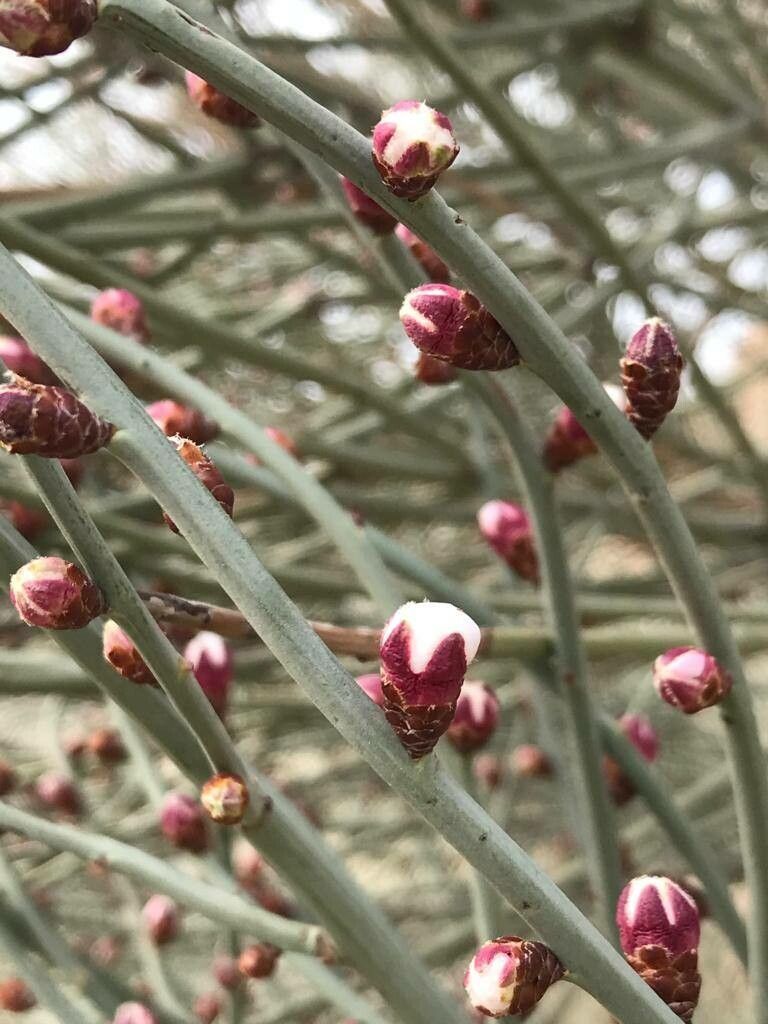 Prunus scoparia flower