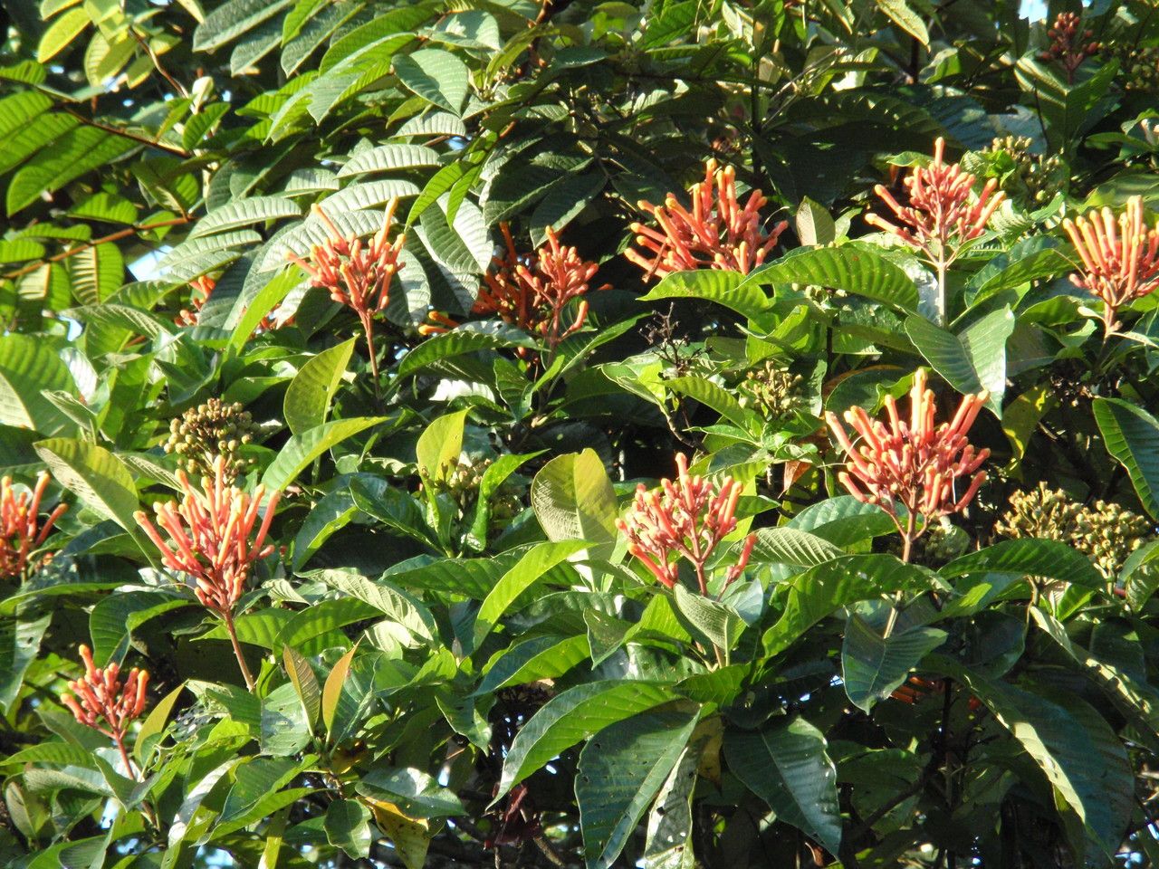 Isertia coccinea flower