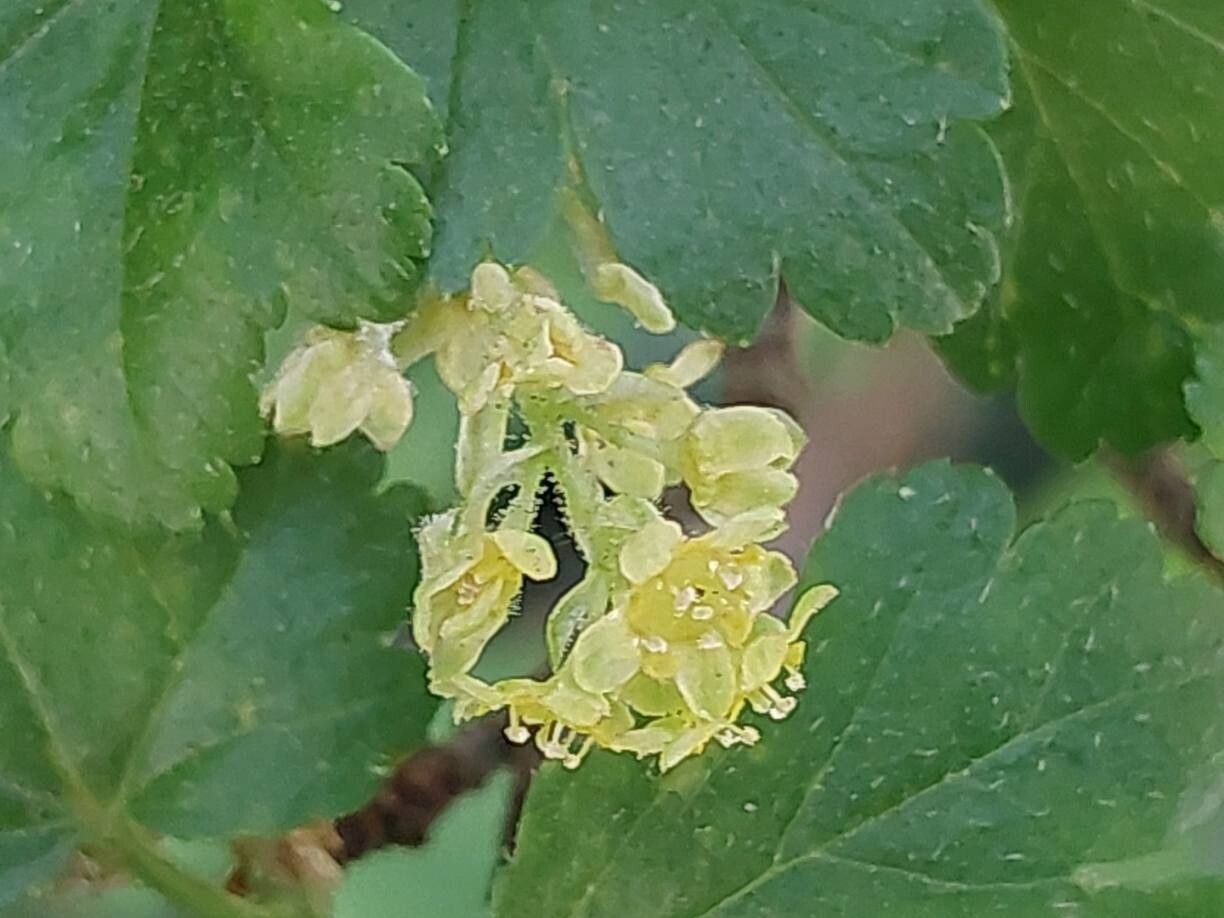 Ribes luridum flower