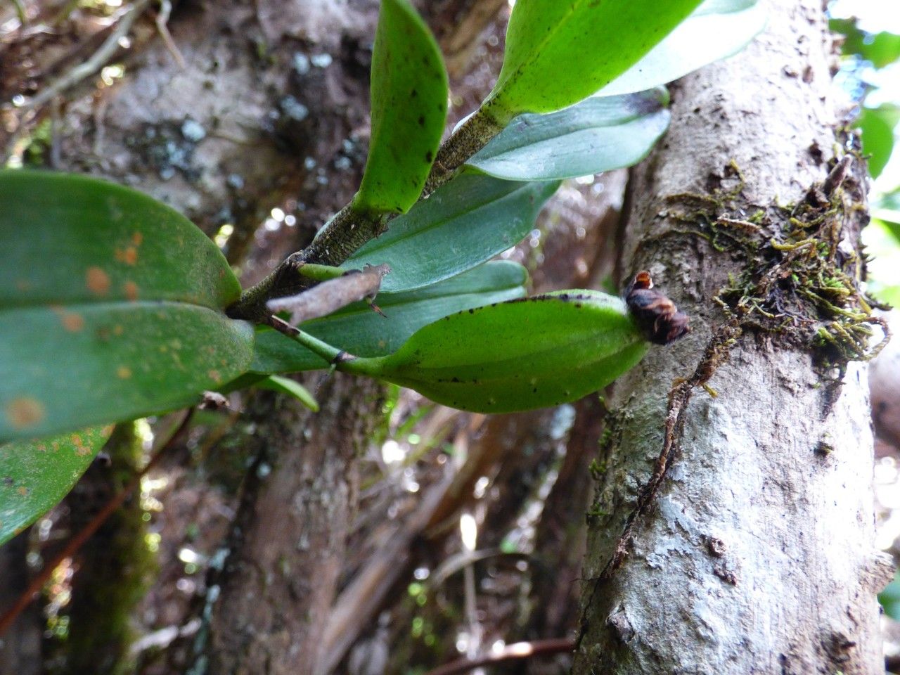 Angraecum corrugatum fruit