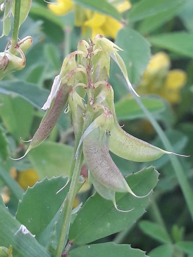 Trigonella esculenta fruit