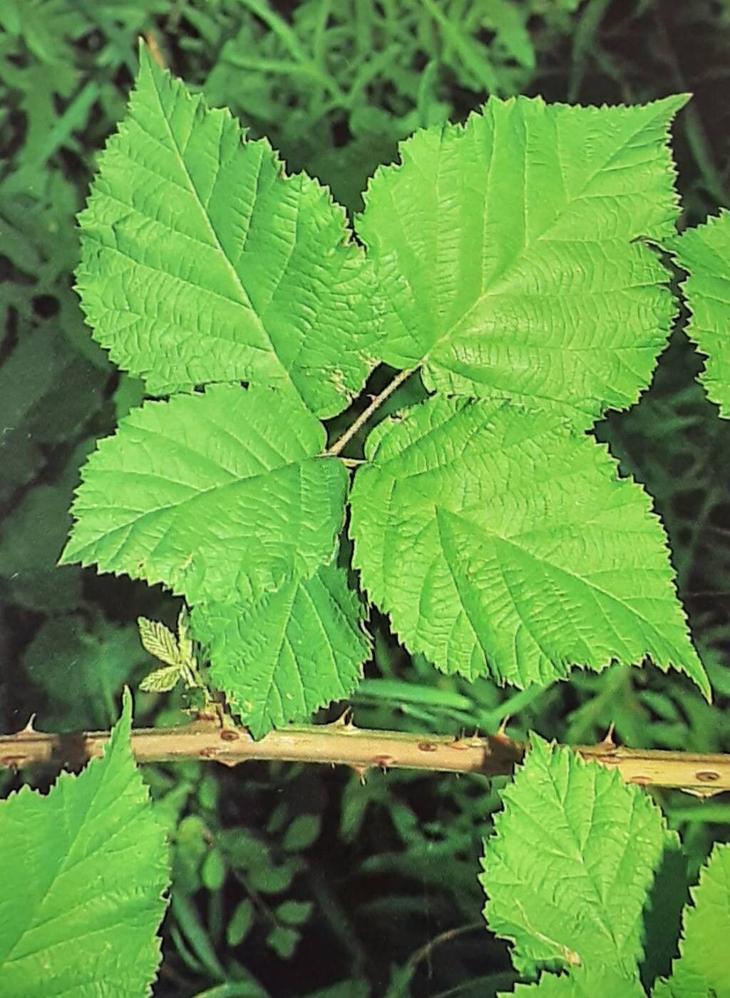 Rubus glauciformis — houseplant care guide