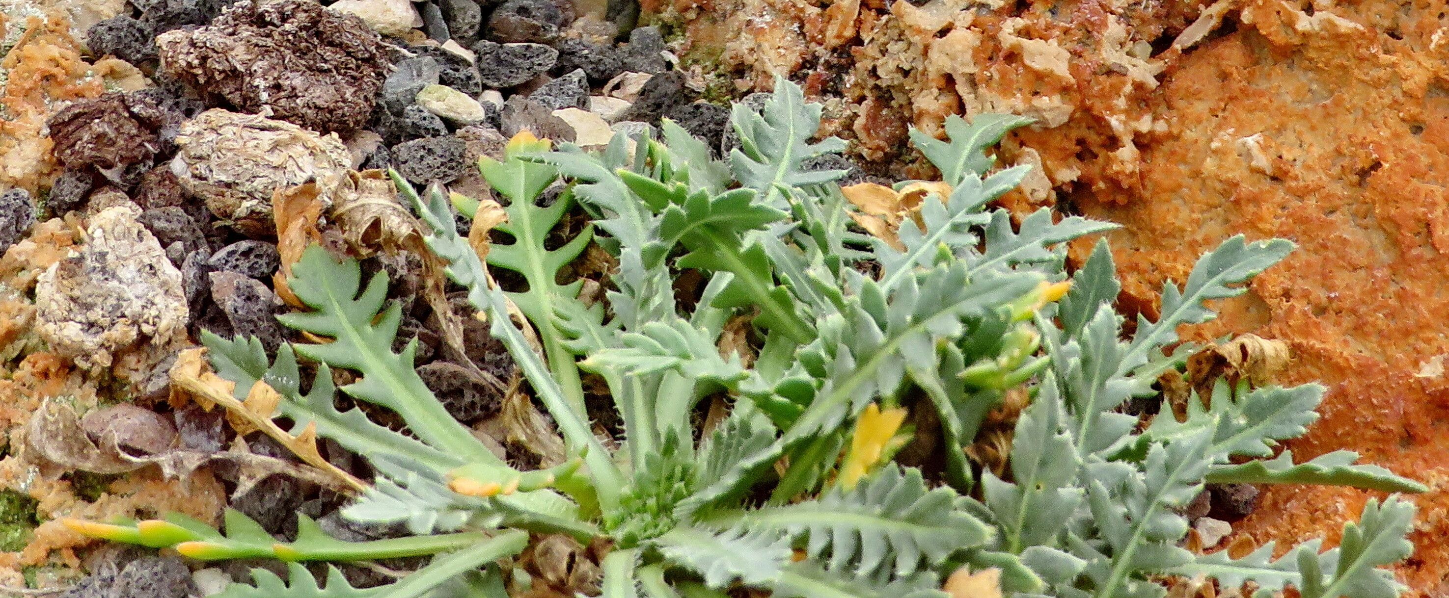 Chorispora macropoda — related species from the same genus