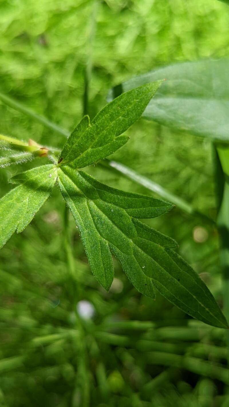 Geranium richardsonii — houseplant care guide