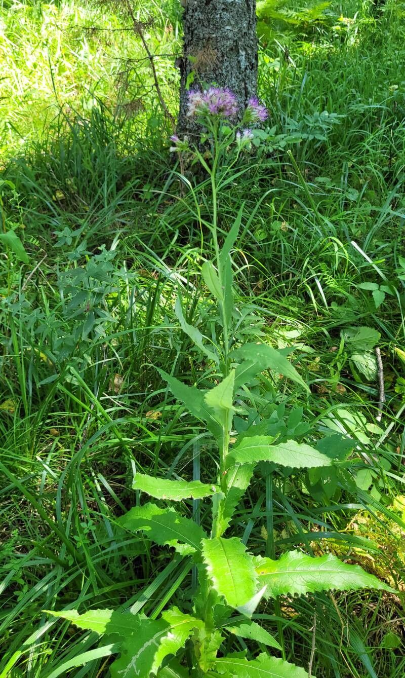 Saussurea parviflora habit