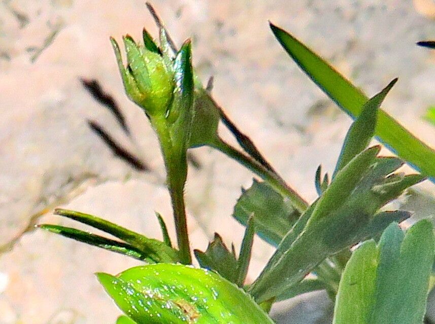 Sibbaldia tridentata flower