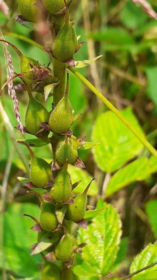 Digitalis lutea fruit