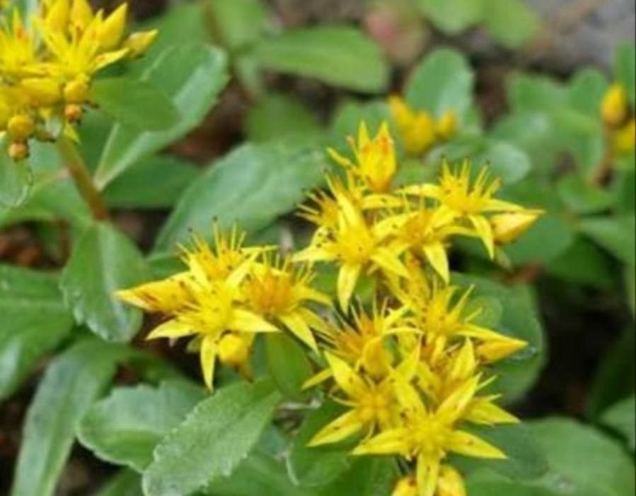 Sedum aizoon flower