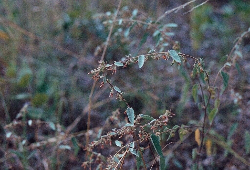 Triumfetta dekindtiana — houseplant care guide