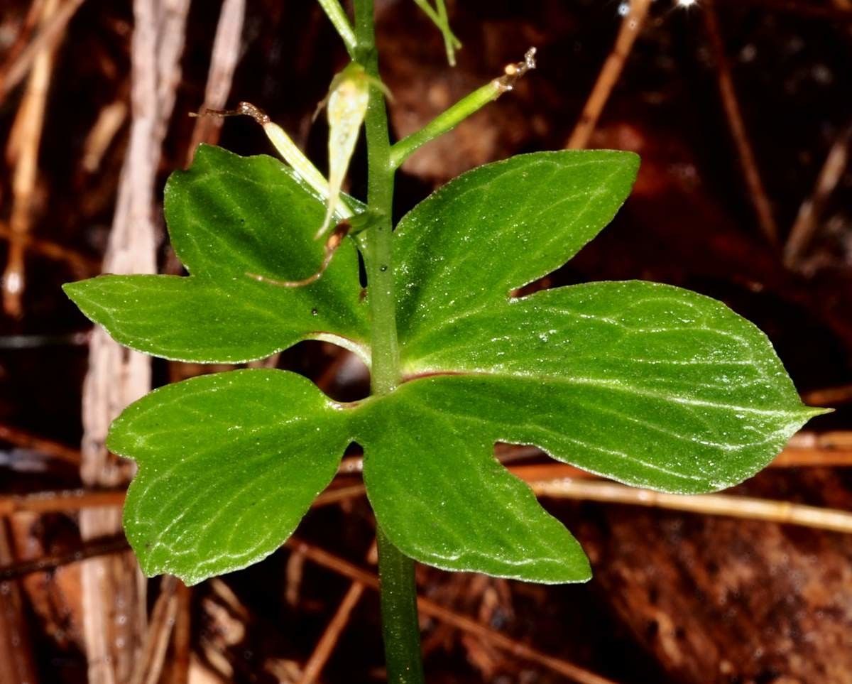 Acianthus amplexicaulis — related species from the same genus