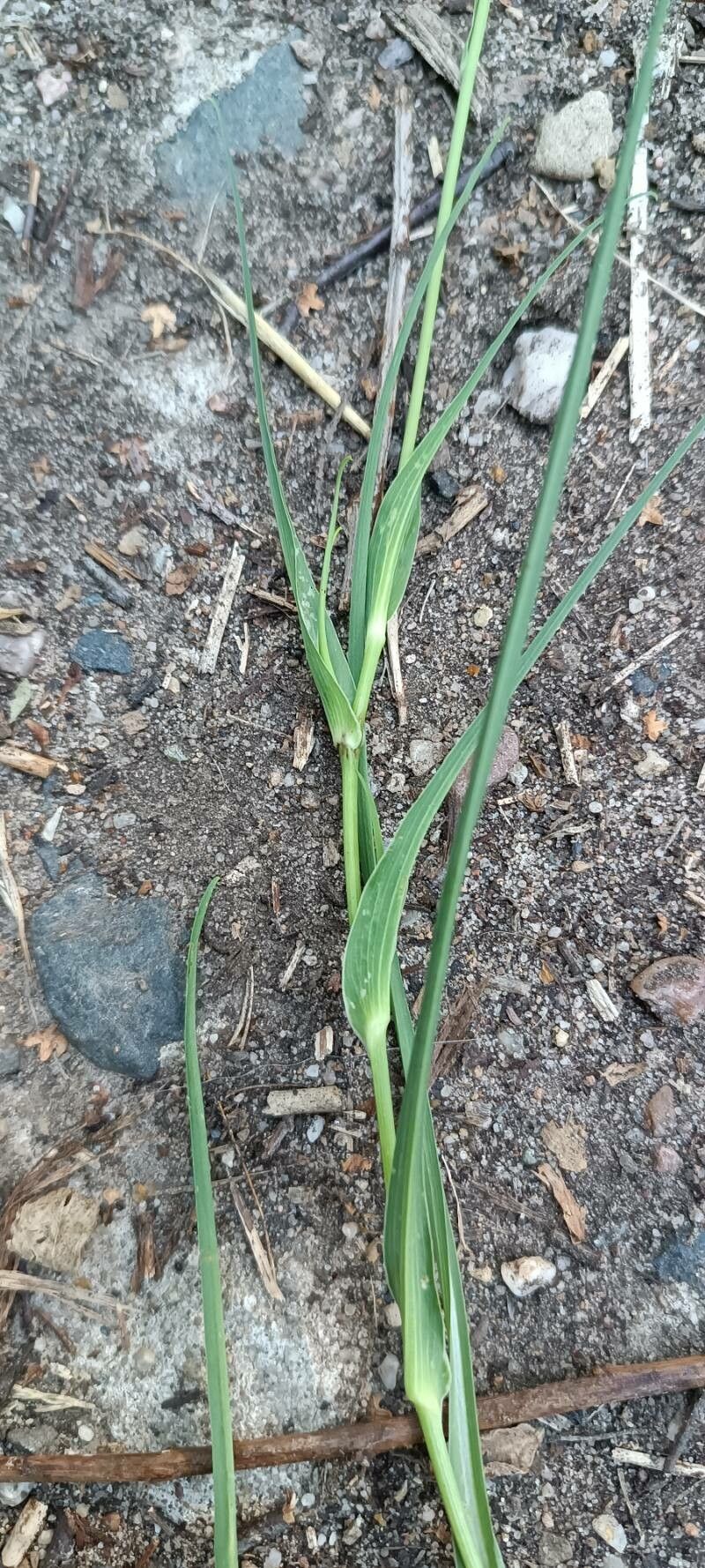 Tragopogon orientalis — search result for 'Tragopogon'