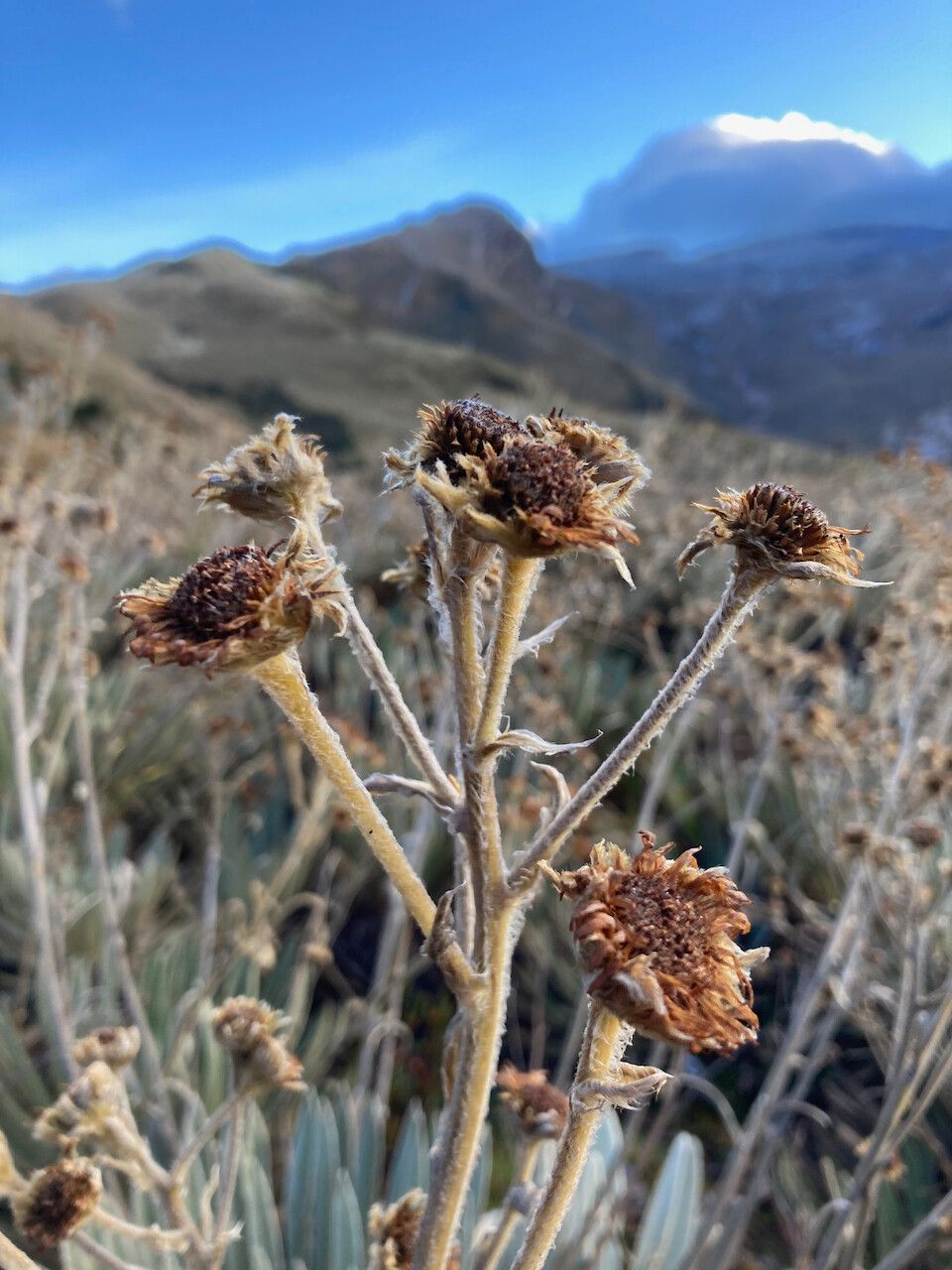 Espeletia colombiana fruit