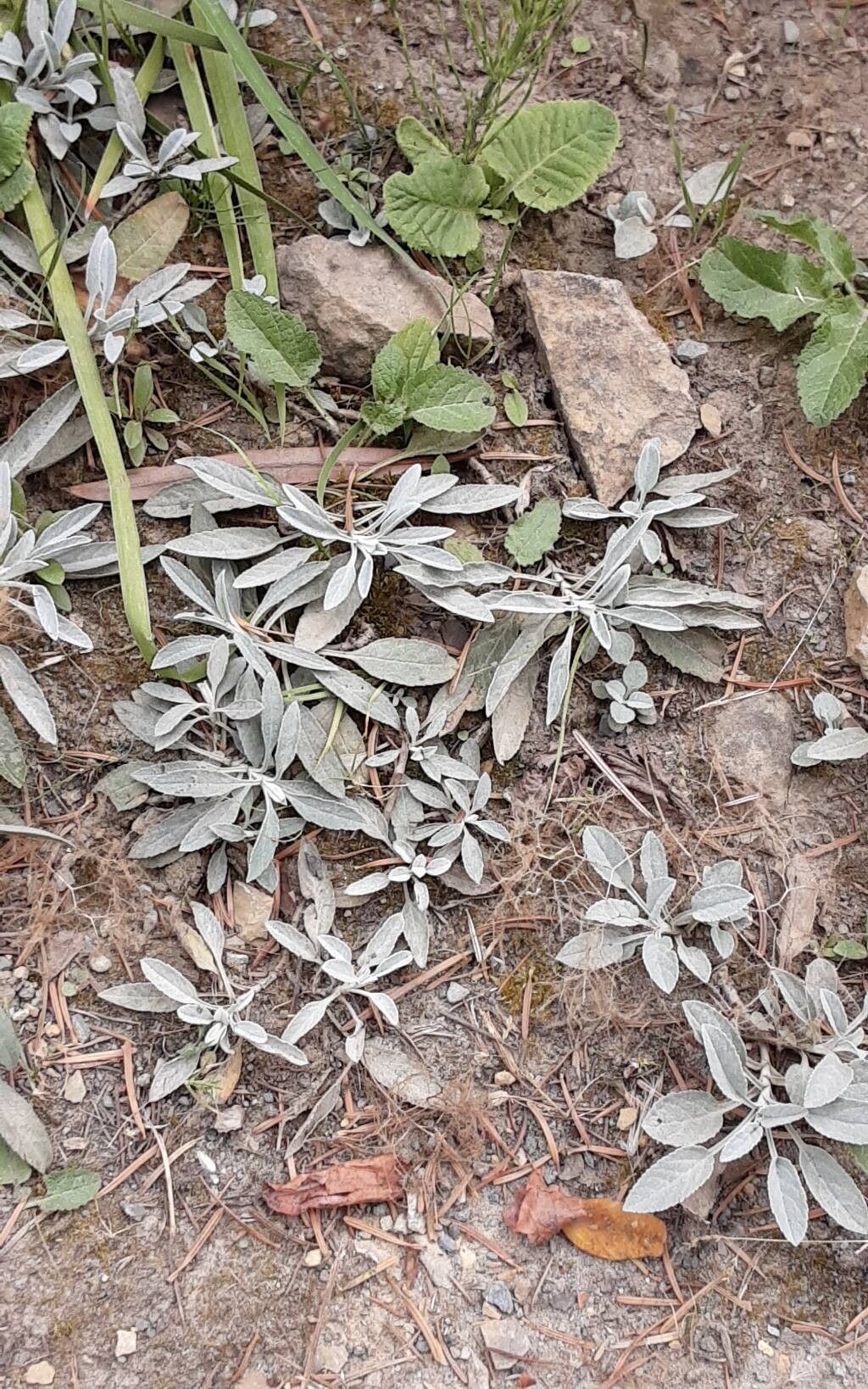 Veronica incana habit