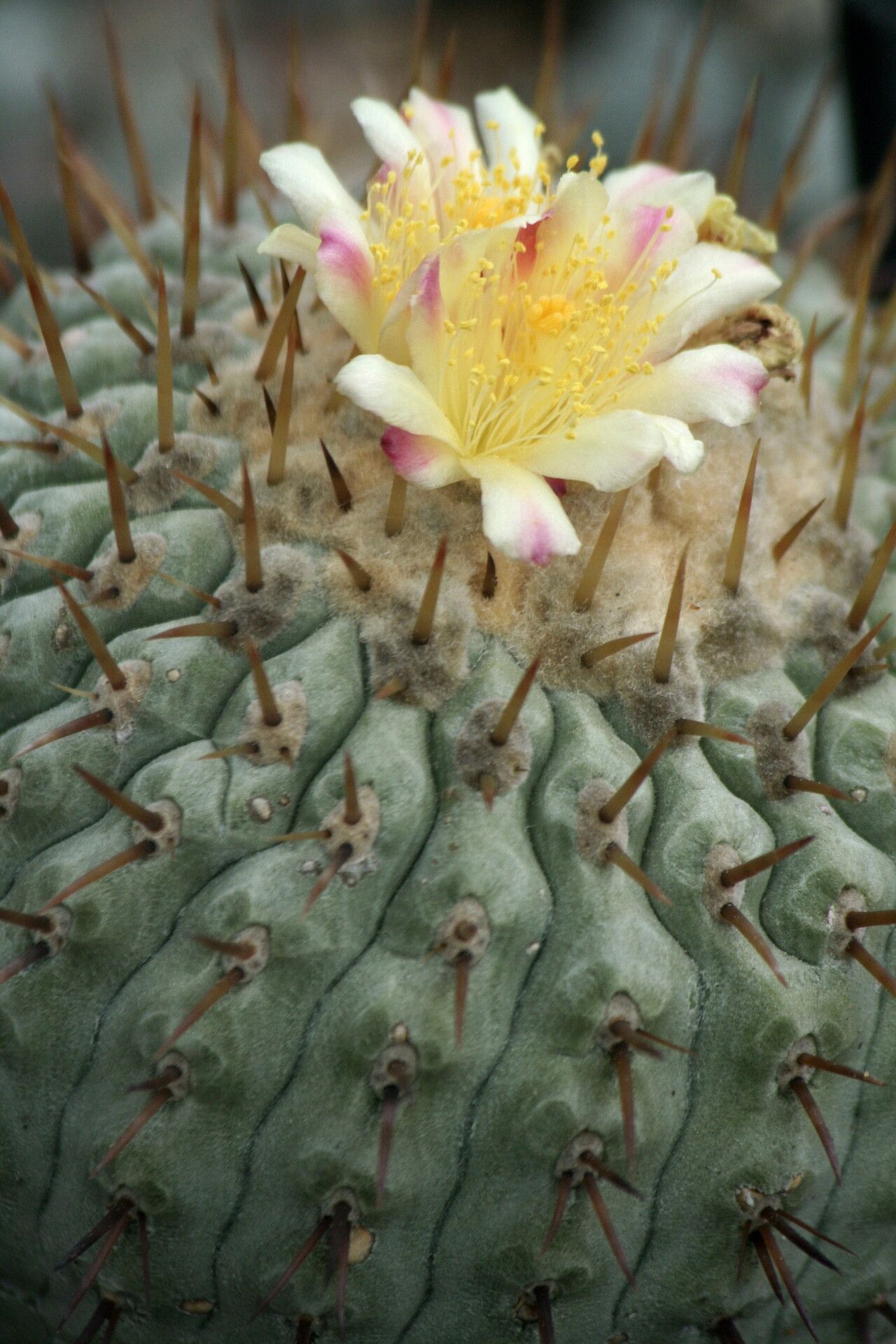 Copiapoa cinerea flower