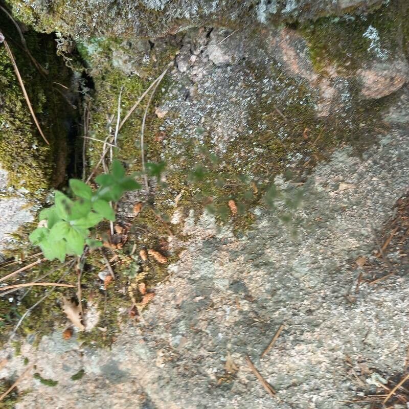 Galium scabrum habit