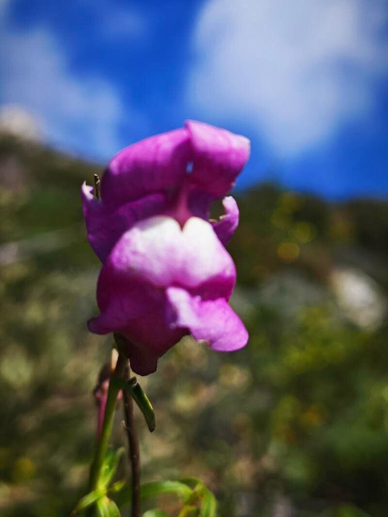 Antirrhinum tortuosum flower
