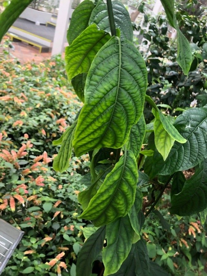 Pachystachys coccinea leaf