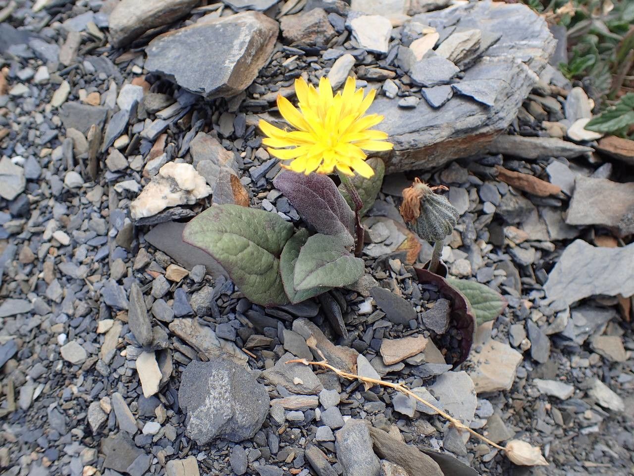 Crepis pygmaea habit