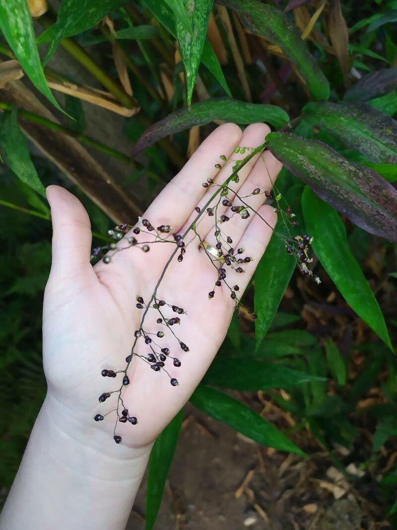 Lasiacis maculata fruit
