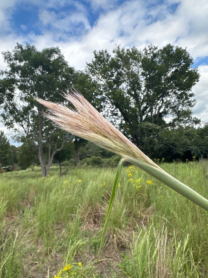 Erianthus alopecuroides flower