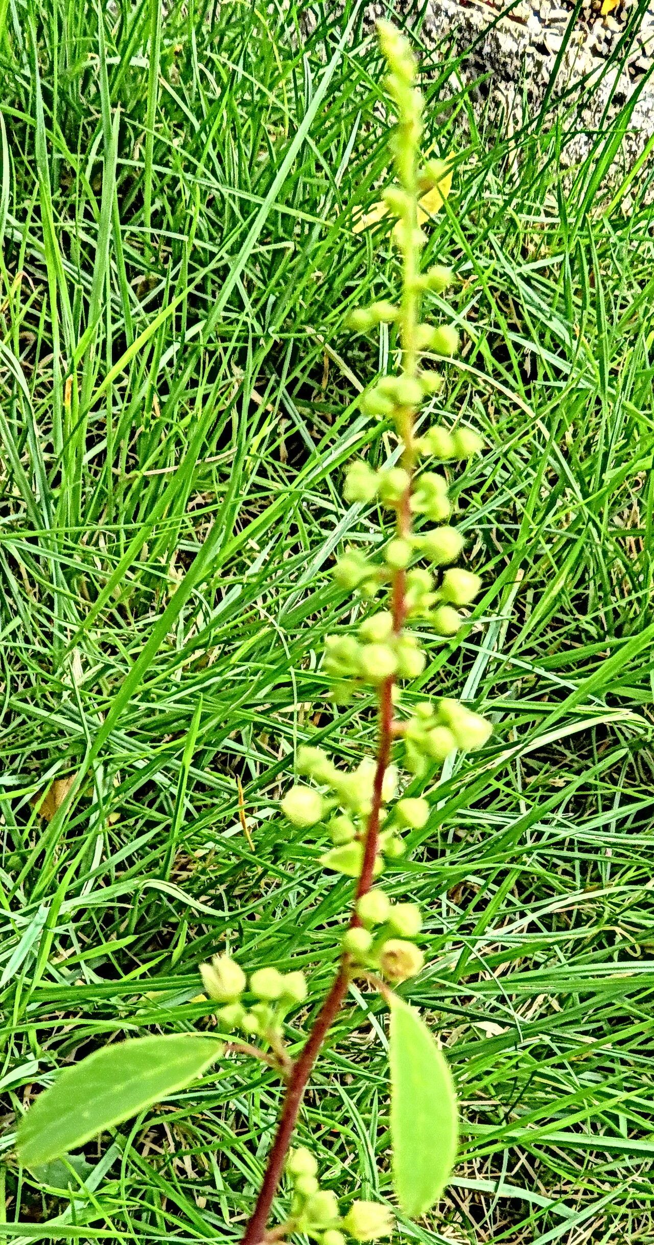 Berchemia kulingensis flower
