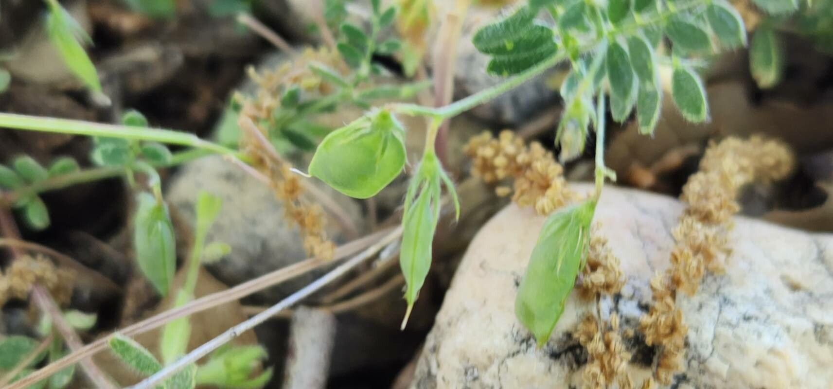 Lens odemensis fruit