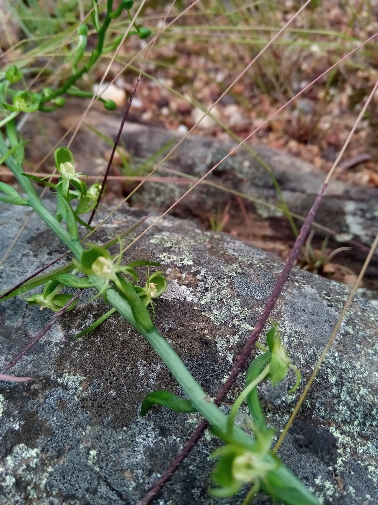Habenaria alta flower