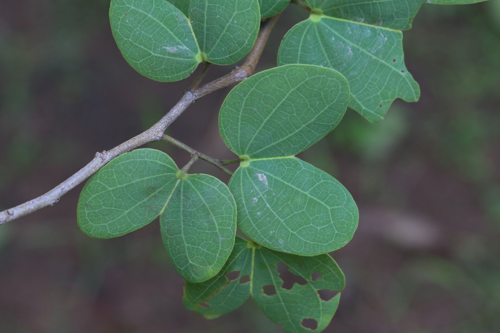 Bauhinia petersiana — search result for 'Bauhinia'