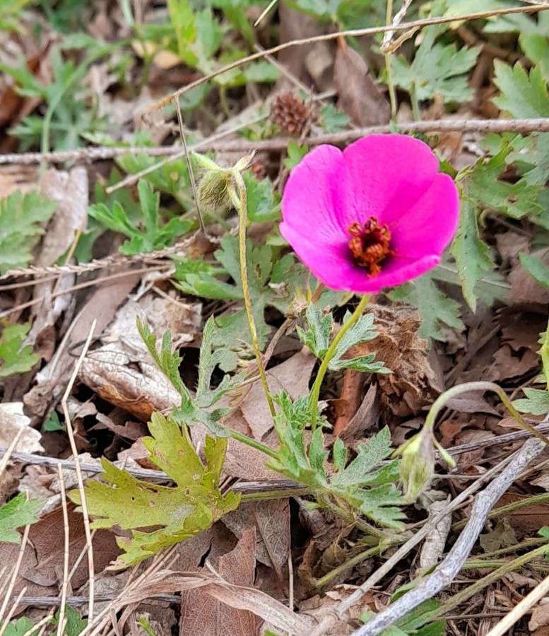 Modiolastrum gilliesii habit