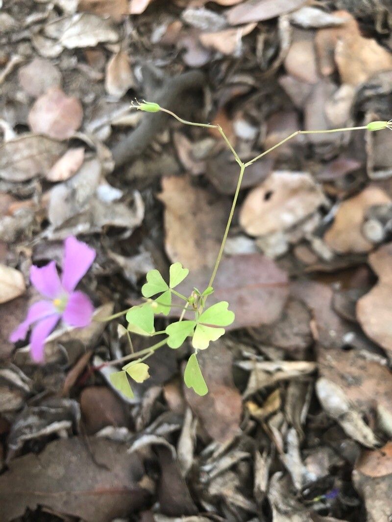 Oxalis rosea — search result for 'Oxalis'