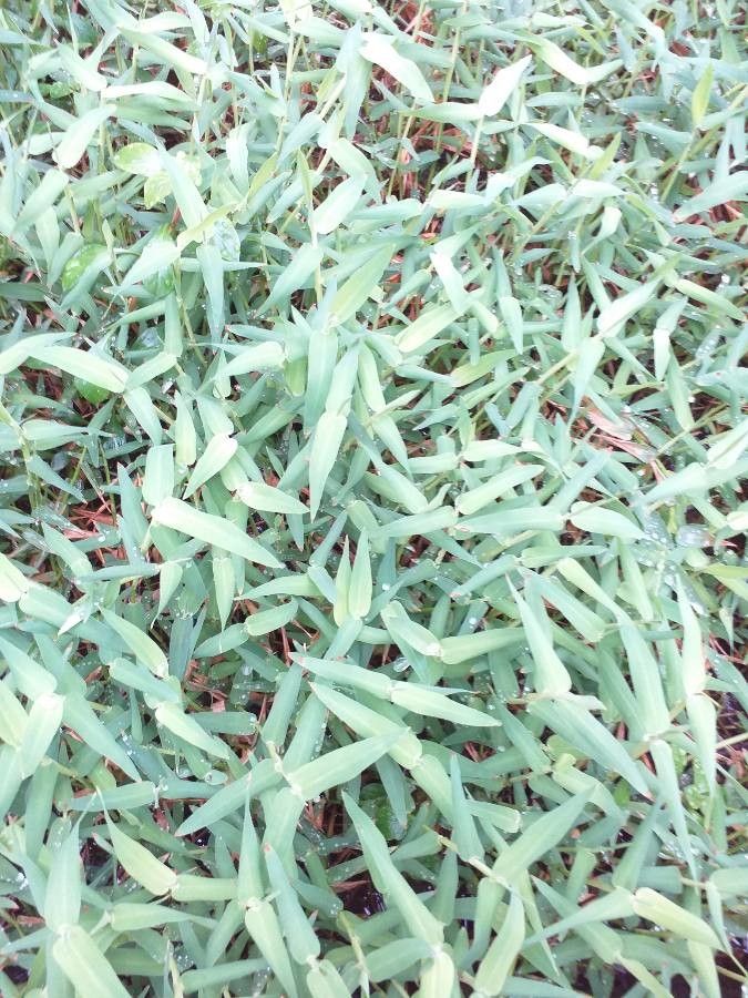 Hygroryza aristata habit