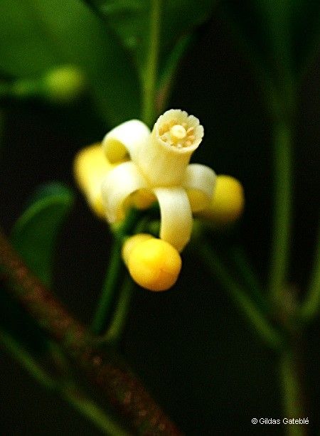 Dysoxylum bijugum flower