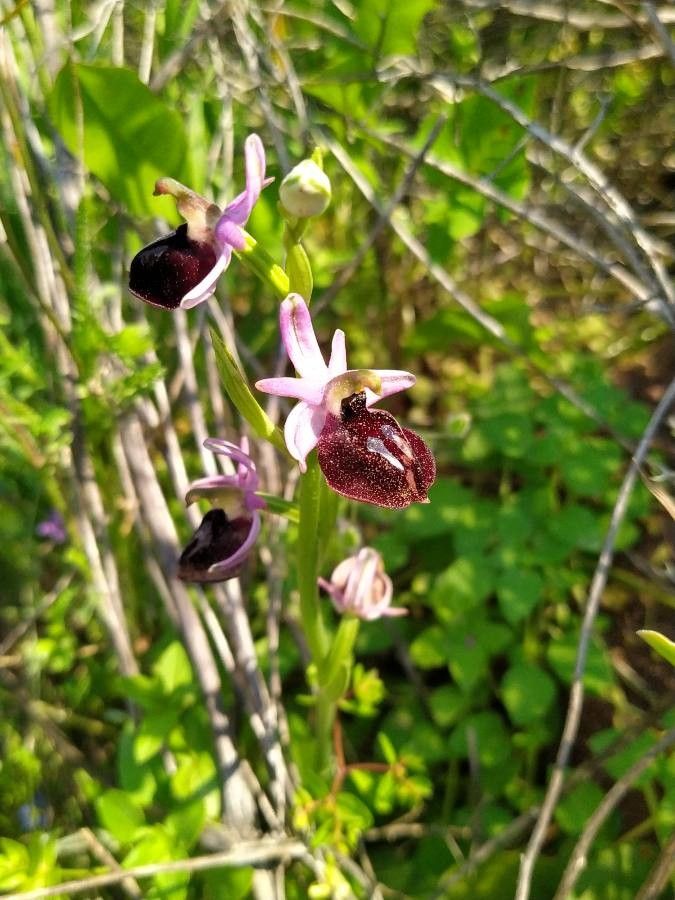 Ophrys ferrum-equinum flower