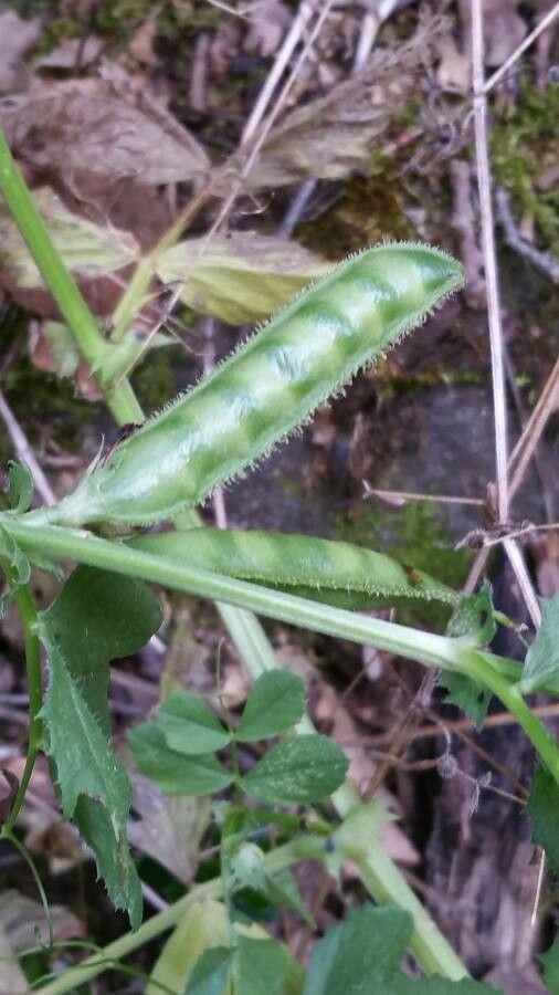 Vicia serratifolia fruit