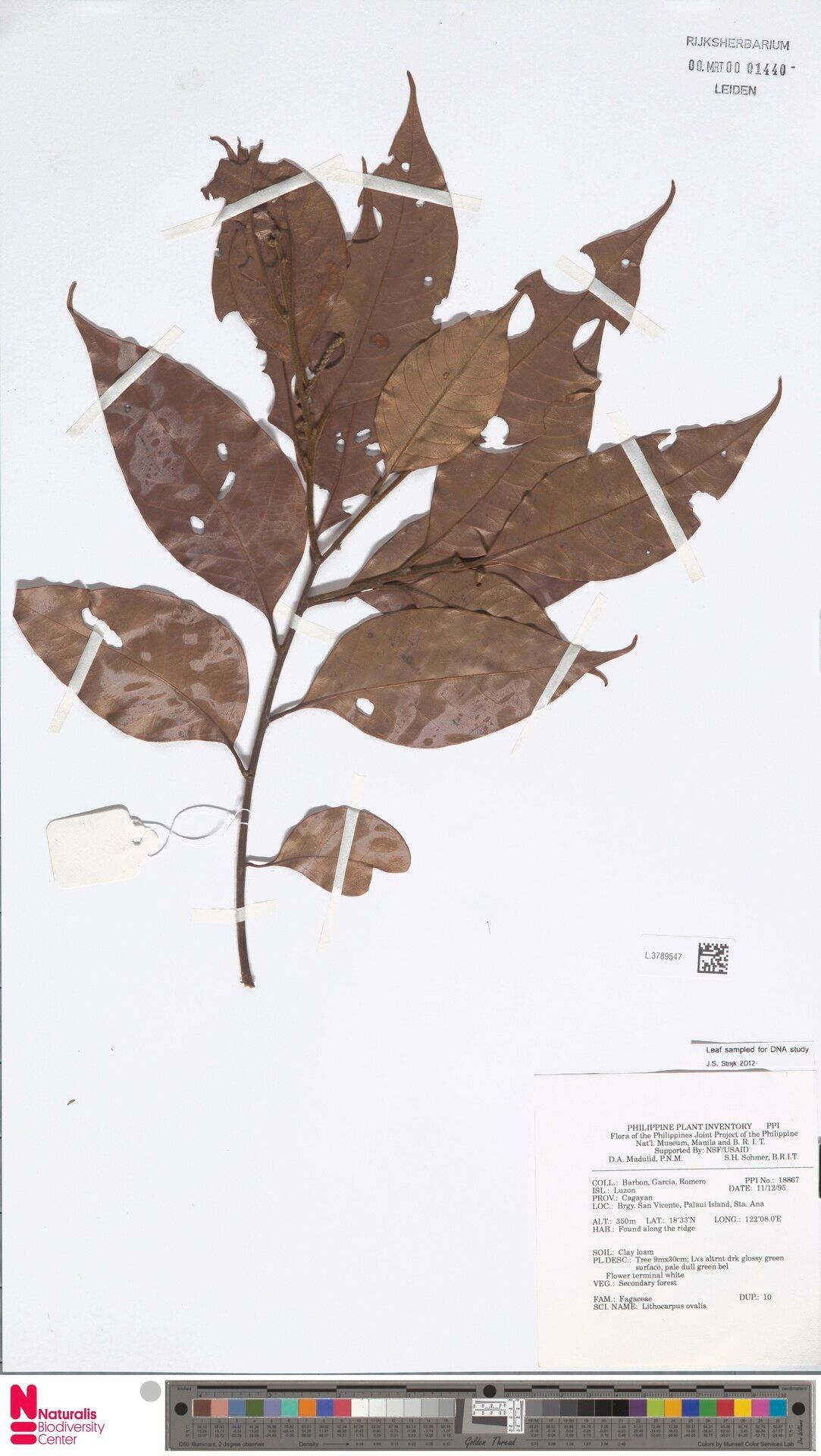 Lithocarpus ovalis — houseplant care guide