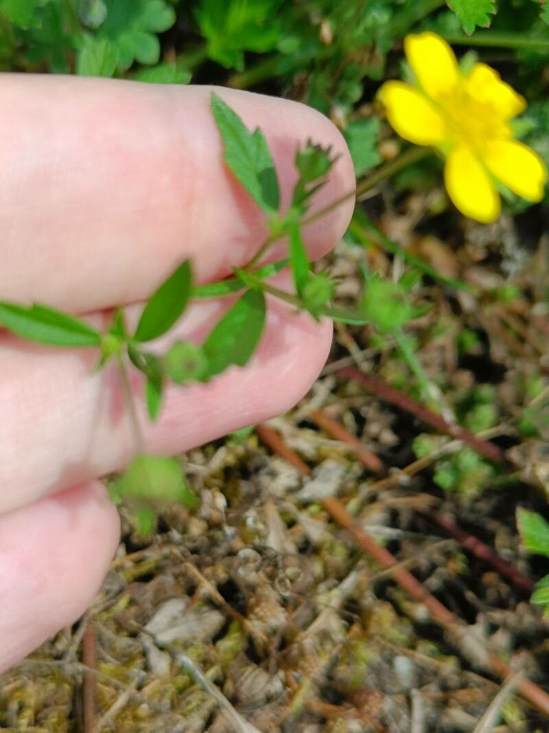 Potentilla × collina — houseplant care guide