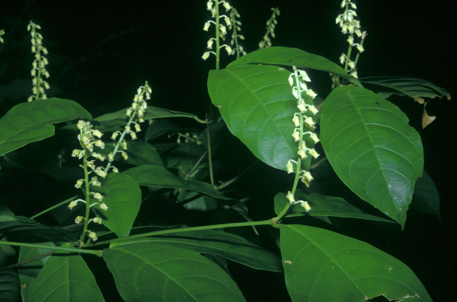 Rinorea flavescens flower
