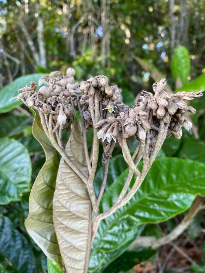 Solanum sooretamum flower