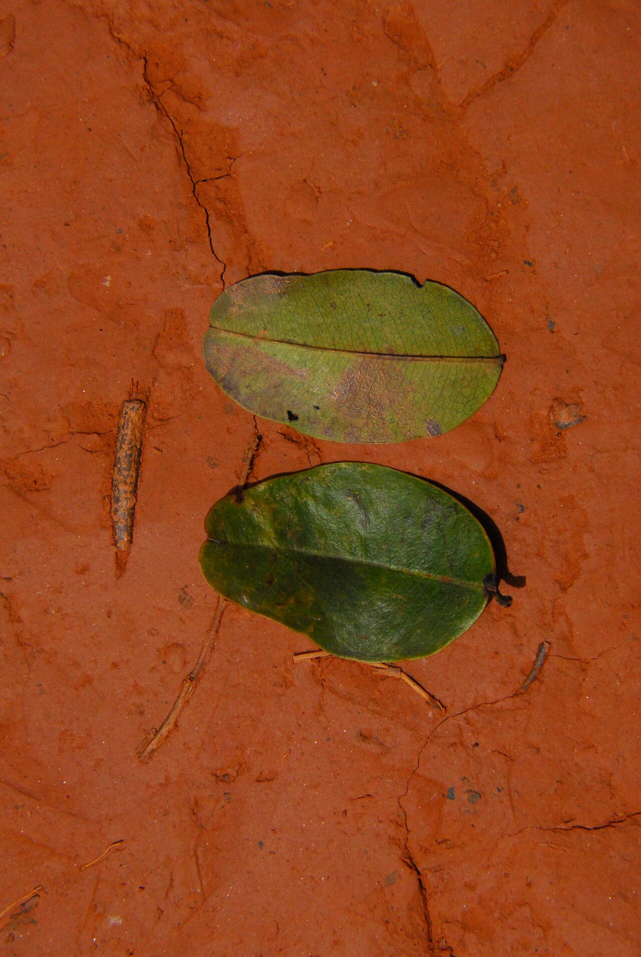 Copaifera religiosa — houseplant care guide