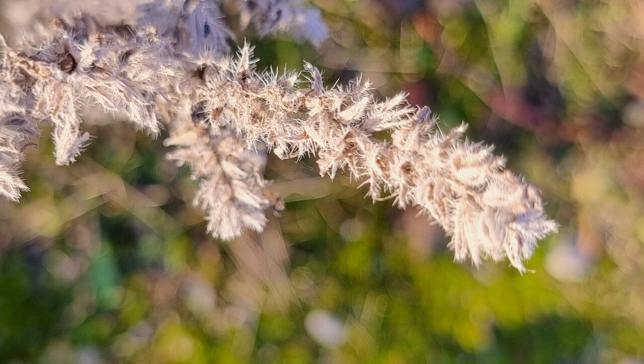 Echium italicum fruit