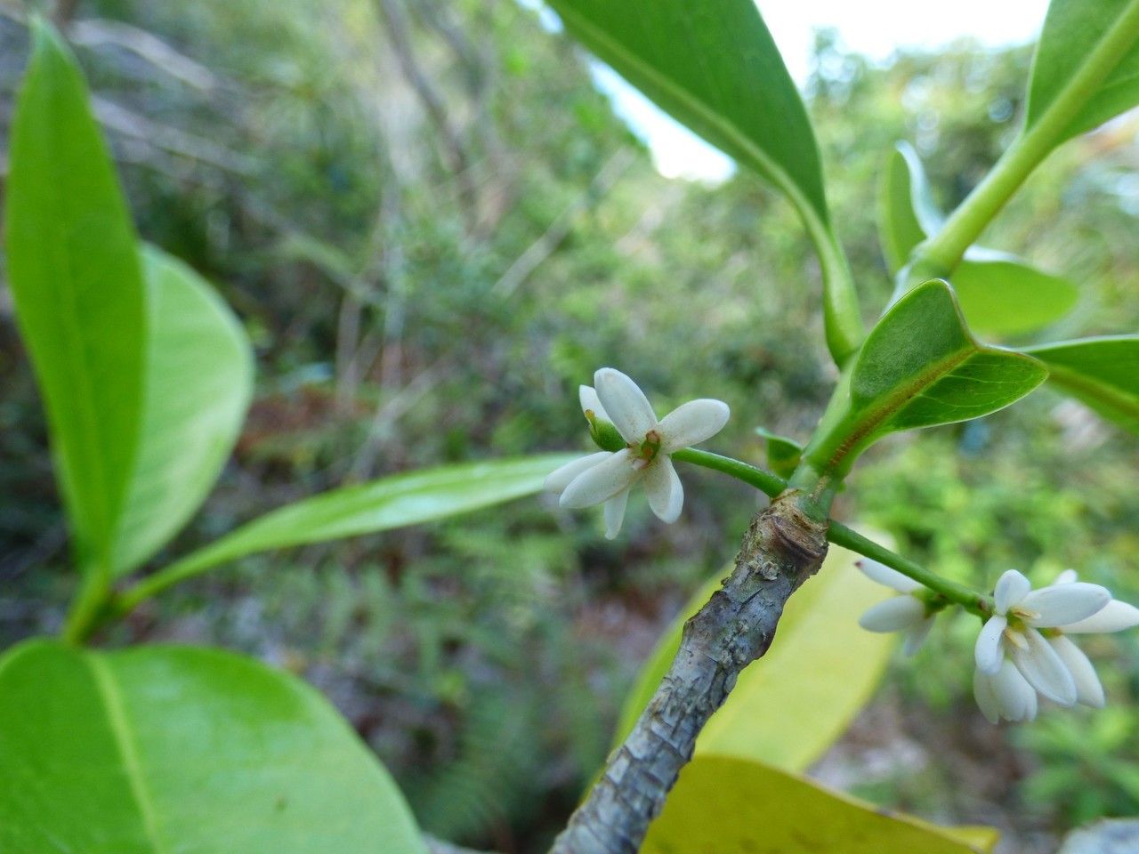 Noronhia broomeana flower