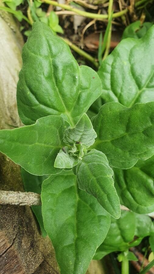Tetragonia tetragonioides leaf