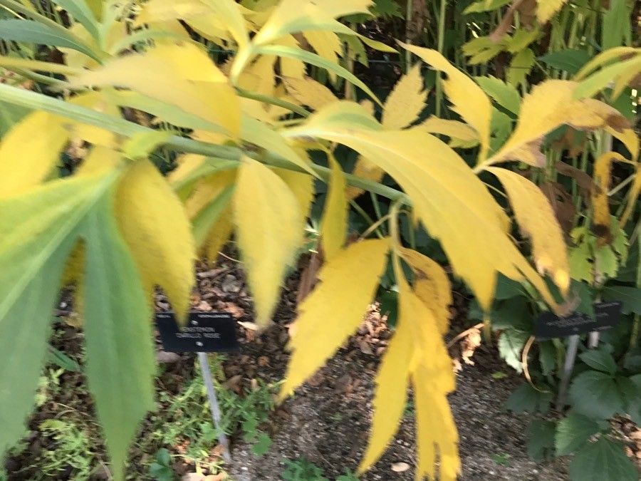 Rudbeckia nitida leaf