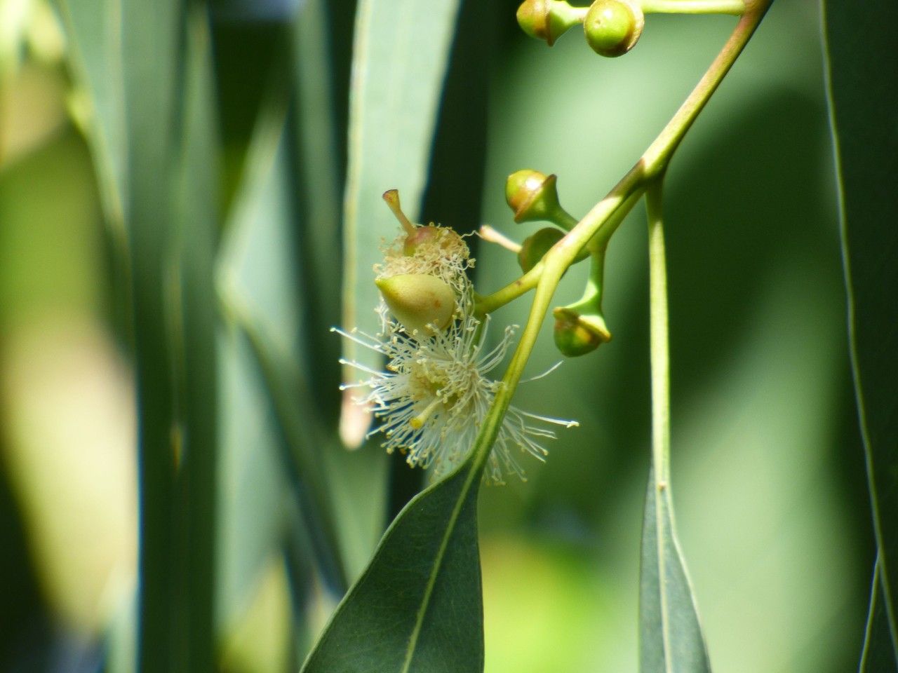 Eucalyptus tereticornis flower