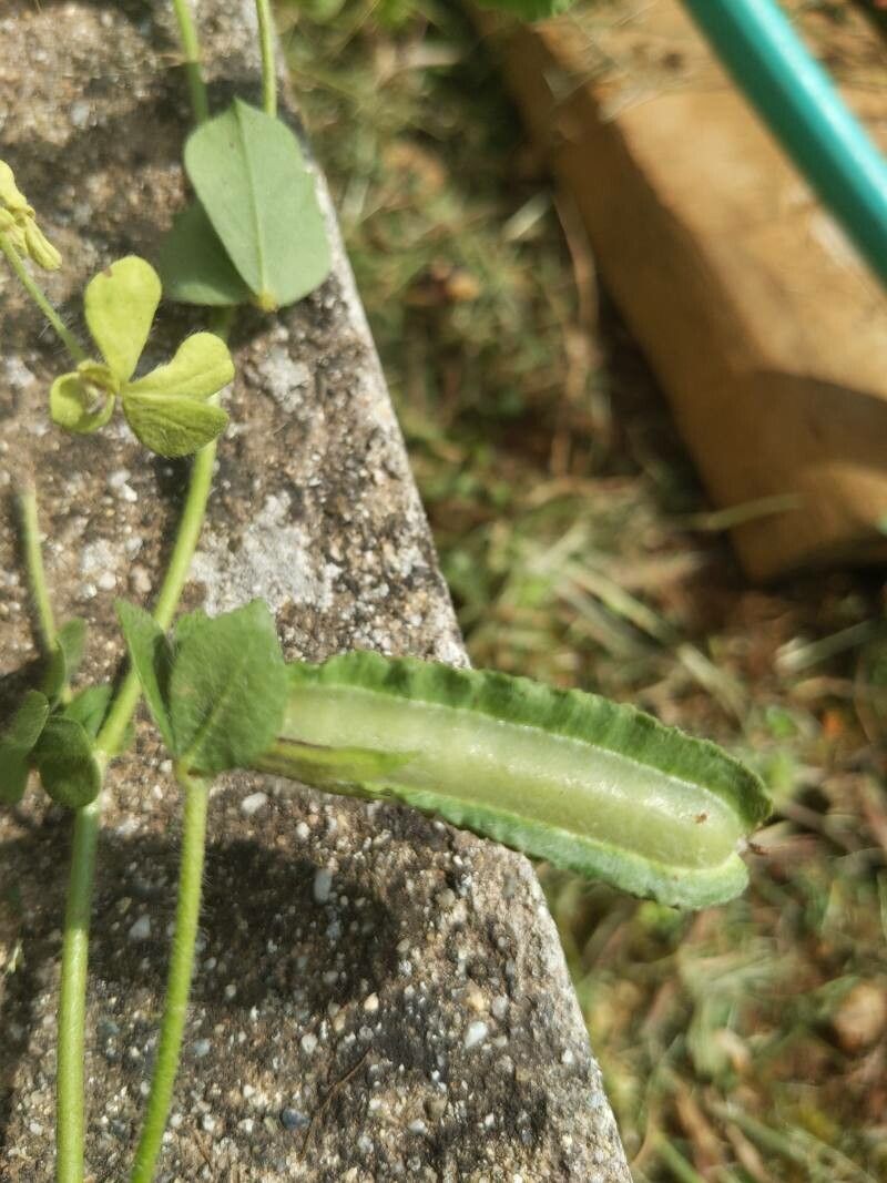 Lotus biflorus fruit