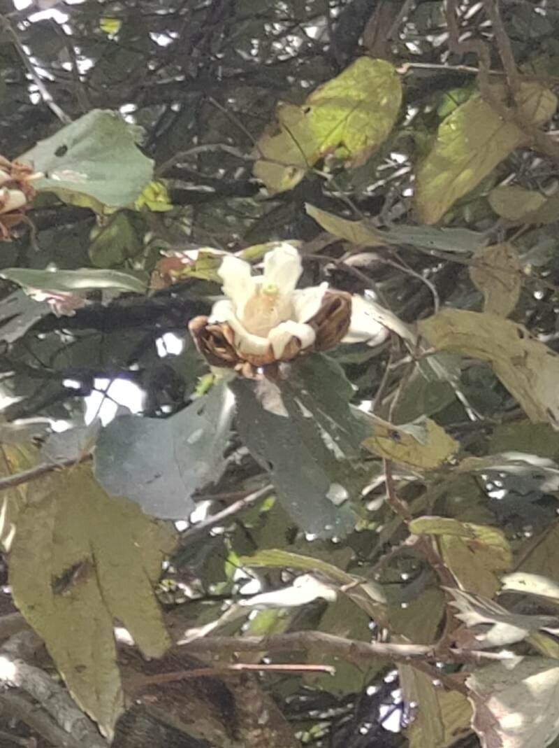 Luehea speciosa flower